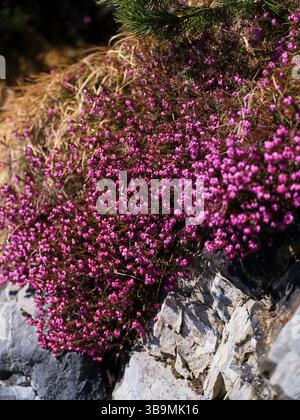 I vivaci fiori viola fioriscono su rocce aspre in un paesaggio naturale durante il sole del giorno Foto Stock