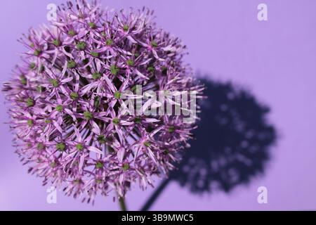 Primo piano Purple Allium su Purple Backround Foto Stock