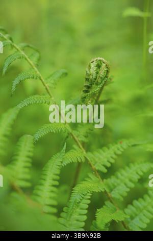 Vista dettagliata di una felce verde con foglie arricciate in primo piano, progetto di pascolo forestale, misura compensativa per la ferrovia Hermann Hesse, Gechin Foto Stock