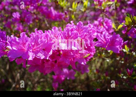 Primo piano del vivace Bush rosa azalea in piena fioritura Foto Stock