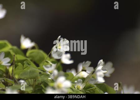 L'olio di legno (Oxalis) è in fiore nella foresta presso il torrente Flachsbach vicino a Katzenloch nel Parco Nazionale Hunsrueck-Hochwald, Renania-Palatinato, GE Foto Stock