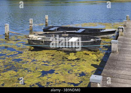 Due barche a remi nere legate ad un molo di legno su un lago ricoperto di alghe in fiore, che illustrano l'eutrofizzazione Foto Stock