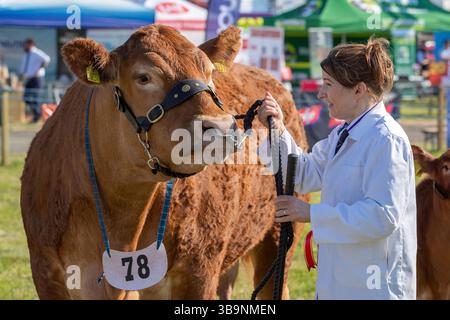 Ayr, Regno Unito. 10 maggio 2025. Migliaia di spettatori, agricoltori, persone interessate alla campagna e membri del pubblico hanno partecipato all'annuale Ayr Country Show, tenutosi all'interno dell'ippodromo di Ayr. L'evento, uno dei più grandi e frequentati in Scozia, ha tenuto spettacoli di giudice per bestiame e pecore, salto ostacoli e le popolari competizioni di tiro alla fune all'interno dei Young Farmers Clubs. Immagine di una donna con il suo toro pluripremiato. Crediti: Findlay/Alamy Live News Foto Stock