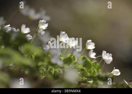 L'olio di legno (Oxalis) è in fiore nella foresta presso il torrente Flachsbach vicino a Katzenloch nel Parco Nazionale Hunsrueck-Hochwald, Renania-Palatinato, GE Foto Stock