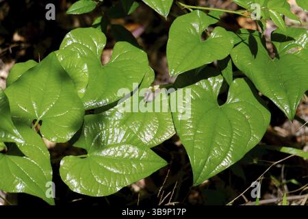 Primo piano di foglie verdi vivaci, note anche come dioscorea bulbifera, che prosperano alla luce del sole, mostrando le loro intricate vene e il motivo a forma di cuore Foto Stock