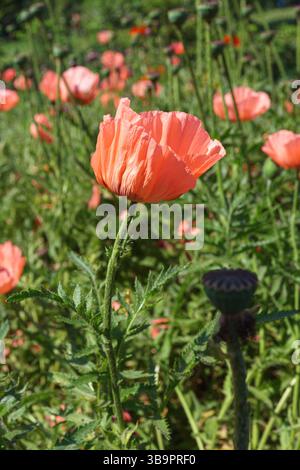 Papaveri rossi decorativi, fiori orientali di papavero fioriscono sul campo selvatico o prato in erba verde nelle soleggiate giornate estive. Natura, sfondo floreale, retro Foto Stock