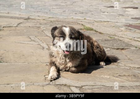 Adorabile cane randagio senzatetto sulle lastre di pietra nel primo piano della vecchia città di campagna nelle giornate di sole Foto Stock
