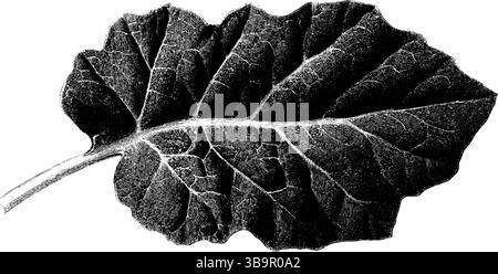 Design con foglie di bancale incise in nero per progetti artistici. Illustrazione Vettoriale