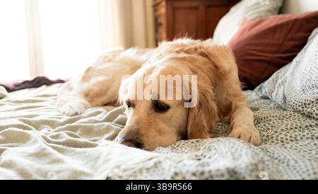 Adorabile cane Golden Retriever sdraiato sul letto della camera Foto Stock