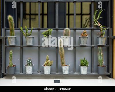 Assortimento di piccole Succulenti verdi su un rack davanti a una finestra. Foto Stock