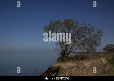 Albero solitario sulla scogliera. Crepuscolo. Foto Stock