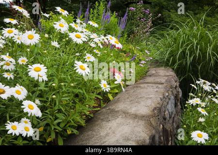 Bordi in pietra con bianco Leucanthemum vulgare - Oxeye Daisy Flowers e Miscanthus sinensis - erba ornamentale nel giardino della tenuta di campagna. Foto Stock