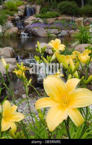 Giallo Hemerocallis - fiori gialli che crescono accanto a cascate artificiali e laghetto delimitato da fiori viola di Geranio 'Rozanne' in estate. Foto Stock