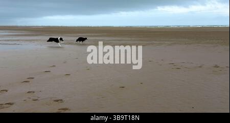 Cani che corrono e giocano sulla spiaggia Foto Stock