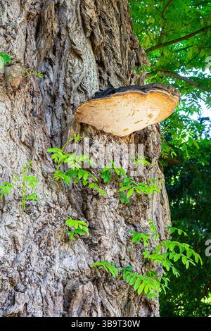 Immagine fiabesca di un grande fungo da scaffale che cresce sul tronco di un albero Foto Stock