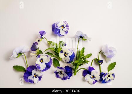 Fiori primaverili, fiori viola e fiori di pansia blu su sfondo bianco Foto Stock