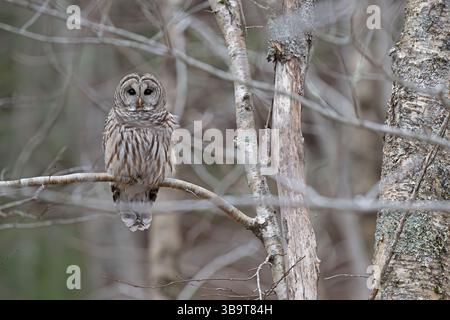 Gufo barrato (Strix varia). Novembre nel Parco Nazionale dell'Acadia, Maine, Stati Uniti. Foto Stock