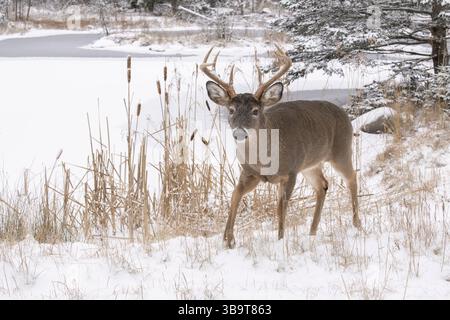 Cervo dalla coda bianca (Odocoileus virginianus). Buck maturo. Inverno nel Parco Nazionale dell'Acadia, Maine, Stati Uniti. Foto Stock