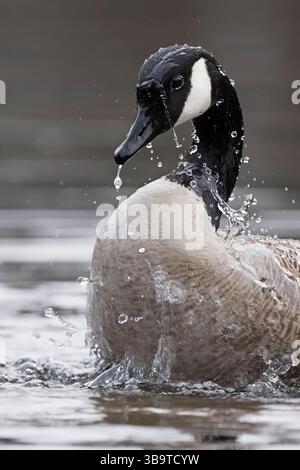 Canada Goose (Branta canadensis). Aprile nel Parco Nazionale dell'Acadia, Maine, Stati Uniti. Foto Stock