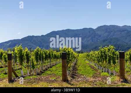 Vista dei vigneti nel distretto di Marlborough dell'Isola del Sud, nuova Zelanda Foto Stock