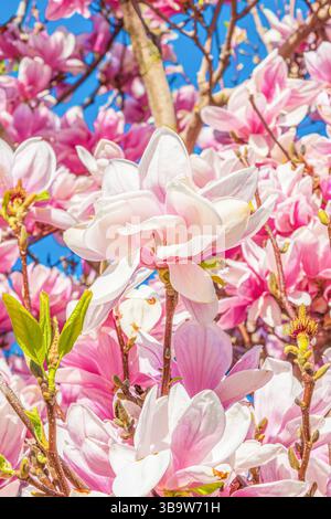 L'albero Saucer Magnolia, Magnolia x soulangeana, è un ibrido noto anche come l'albero dei tulipani. Fotografato Seaforth Ontario primavera 2025. Foto Stock