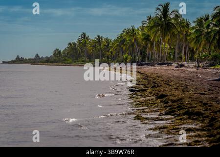 Telchac, Yucatan, Stati Uniti. 18 marzo 2025. Una vista mozzafiato della costa messicana a Telchac Puerto, nello Yucatan, offre acque cristalline, lussureggianti palme e un ambiente tranquillo, ambiente tranquillo, che cattura l'essenza del paradiso tropicale. (Credit Image: © Walter G. Arce Sr./ASP via ZUMA Press Wire) SOLO PER USO EDITORIALE! Non per USO commerciale! Foto Stock