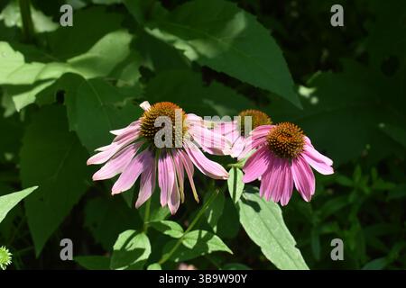 Fiore viola in fiore. Purple Coneflower, Echinacea, un fiore selvatico originario della famiglia Daisy o Asteraceae, in fiore. Foto Stock