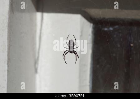 Ravvicinato ragno di noce-tessitore (Nuctenea umbratica), famiglia Araneidae. Nella sua bobina di fronte a una cornice della finestra. Primavera, maggio, Paesi Bassi Foto Stock