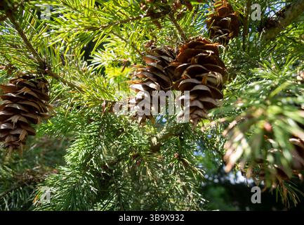 Cono di pino, scatto macro, primo piano Foto Stock