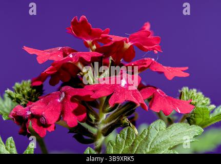 Un accattivante primo piano di vivaci fiori rossi di Verbena in piena fioritura, splendidamente contrastati con uno sfondo viola profondo Foto Stock