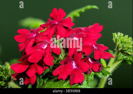 Un accattivante primo piano di vivaci fiori rossi di Verbena in piena fioritura, splendidamente contrastati con uno sfondo verde intenso Foto Stock