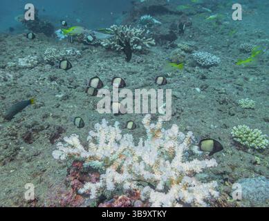 Un Humbug, Dascyllus reticulatus, con fascia a sughero di corallo sbiancato sulla barriera corallina di Ningaloo, Australia Occidentale, Australia Foto Stock