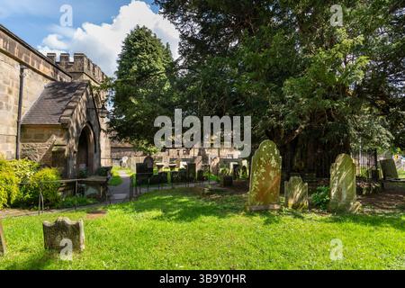 Il Darley Yew un antico albero nel cimitero della chiesa di Sant'Elena vicino a Matlock. Si pensa che abbia circa 2000 anni. Foto Stock