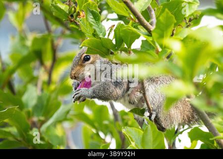 Scoiattolo grigio che mangia boccioli di fiori di magnolia nel giardino del Regno Unito Foto Stock