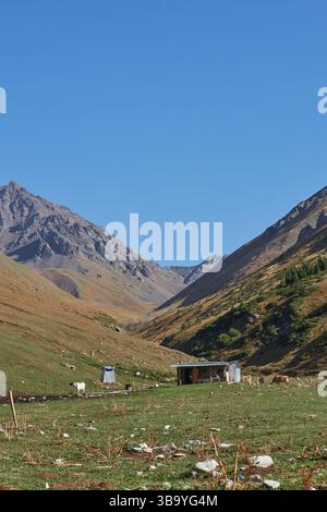 Casa di pastori in un luogo pittoresco. Paesaggio montano, colline con erba gialla e verde. Pascolo locale per pascolo libero. Cielo blu chiaro. Calv Foto Stock