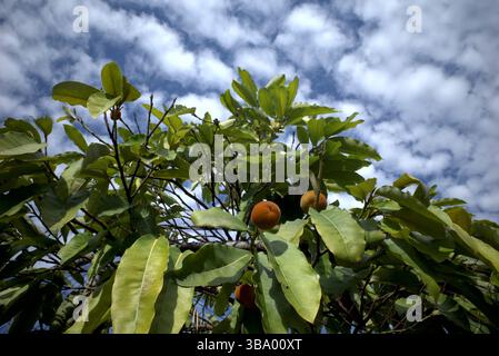 Primo piano di frutti di BIsbul, Diospyros blancoi, conosciuto come mela di velluto, cachi di velluto, kamagong o mabolo con sfondo blu del cielo. Foto Stock