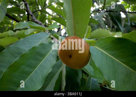 Primo piano di frutti di BIsbul, Diospyros blancoi, noto come mela di velluto, cachi di velluto, kamagong o albero di mabolo. Foto Stock