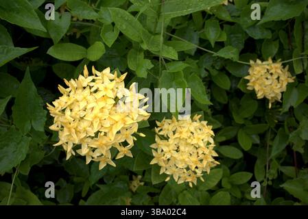 Fiore giallo di Soka, Ixora coccinea, geranio della giungla, una specie della famiglia delle Rubiaceae. Foto Stock