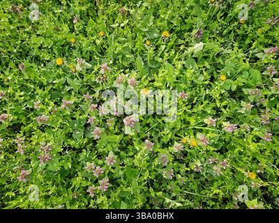 Vista dall'alto del vibrante prato con erba verde e diversi fiori selvatici come i leoni gialli fioriti e i fiori viola di ortica morta. Cha naturale Foto Stock