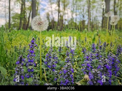 Nel prato primaverile crescono i bagliori del dente di leone attraverso le piante in fiore bugle erette viola. Composizione naturale di pacifici ambienti boschivi Foto Stock
