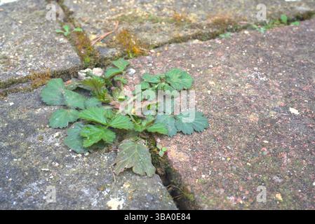 Un primo piano di erbacce che crescono su un patio. Foto Stock