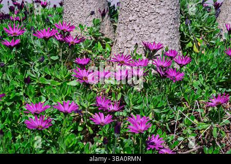 Una vivace esposizione di margherite africane viola (Osteospermum) circonda la base di due alberi, creando una bella e colorata copertura del terreno. Foto Stock