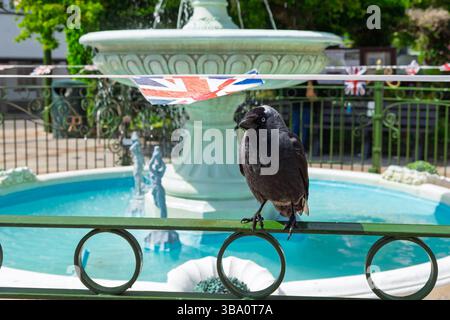 Un jackdaw si trova su una ringhiera di metallo verde di fronte a una fontana decorata con Union Jack Bunting. È probabile che l'uccello stia riposando o osservando Foto Stock