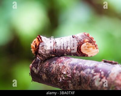 Buff Tip Moth nel giardino britannico, Phalera bucephala, camuffato per sembrare un ramoscello di betulla rotto Foto Stock