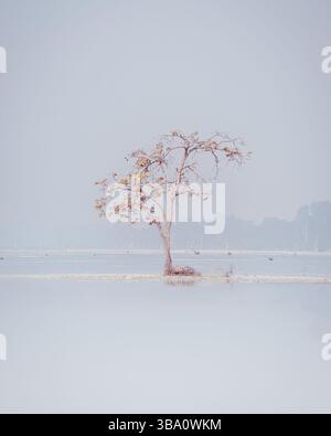 Albero solitario in un baray, Neak Pan o Neak Pan Temple, Angkor Cambogia Foto Stock