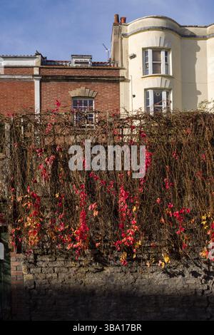 Primo XIX secolo Regency/Terrazza georgiana a Montpelier, Bristol; muro coperto in Virginia Creeper (Parthenocissus quinquefolia) con foglie rosse. Foto Stock