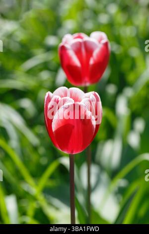 Due tulipani rossi su sfondo verde sfocato con profondità di campo ridotta Foto Stock
