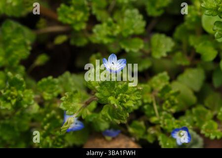 Primo piano fiore di Veronica persiana. Erbacce nel giardino. Fotografia macro Foto Stock
