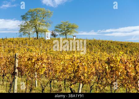 Vigneto e cappella in mezzo agli alberi, autunno nel vigneto, piante di vite di colore giallo, Moravia meridionale, Repubblica Ceca Foto Stock