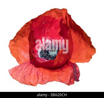 Papaveri rossi o papaveri comuni, papaveri di mais, rose di mais, papaveri da campo, papaveri delle fiandre, in latino Papaver Rhoaes isolato su sfondo bianco Foto Stock